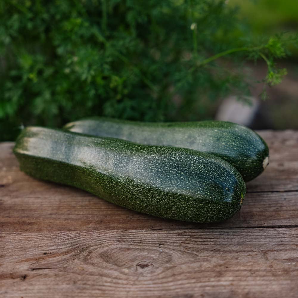 Squash frø 'Zucchini' - 6 Økologiske Frø