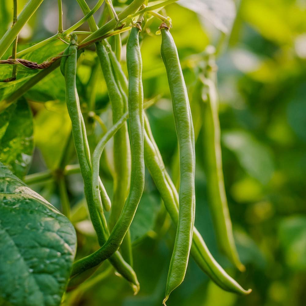 Stangbønne frø 'Cobra' - 20 Økologiske Frø