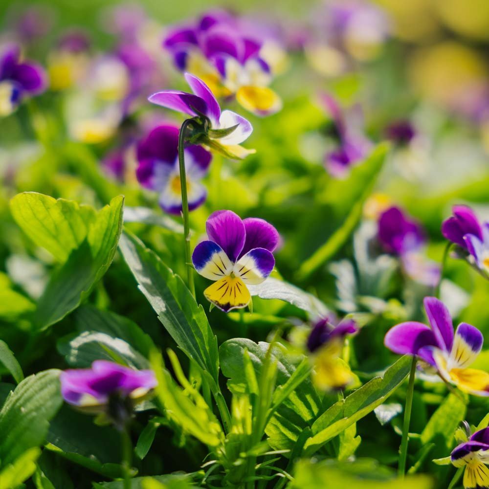 Stemorsblomst frø - 100 Økologiske Frø