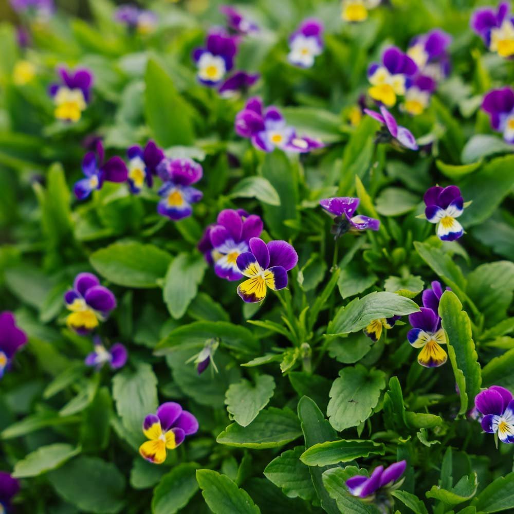 Stemorsblomst frø - 100 Økologiske Frø