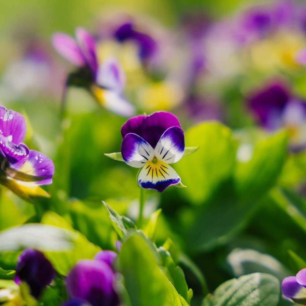 Stemorsblomst frø - 100 Økologiske Frø