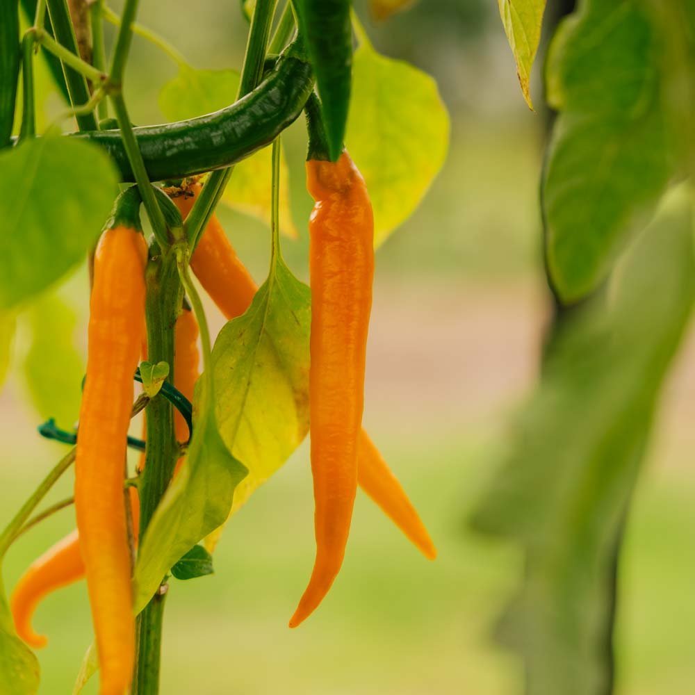 Sterk Chili 'Koh Tao' - 5 Økologiske Frø