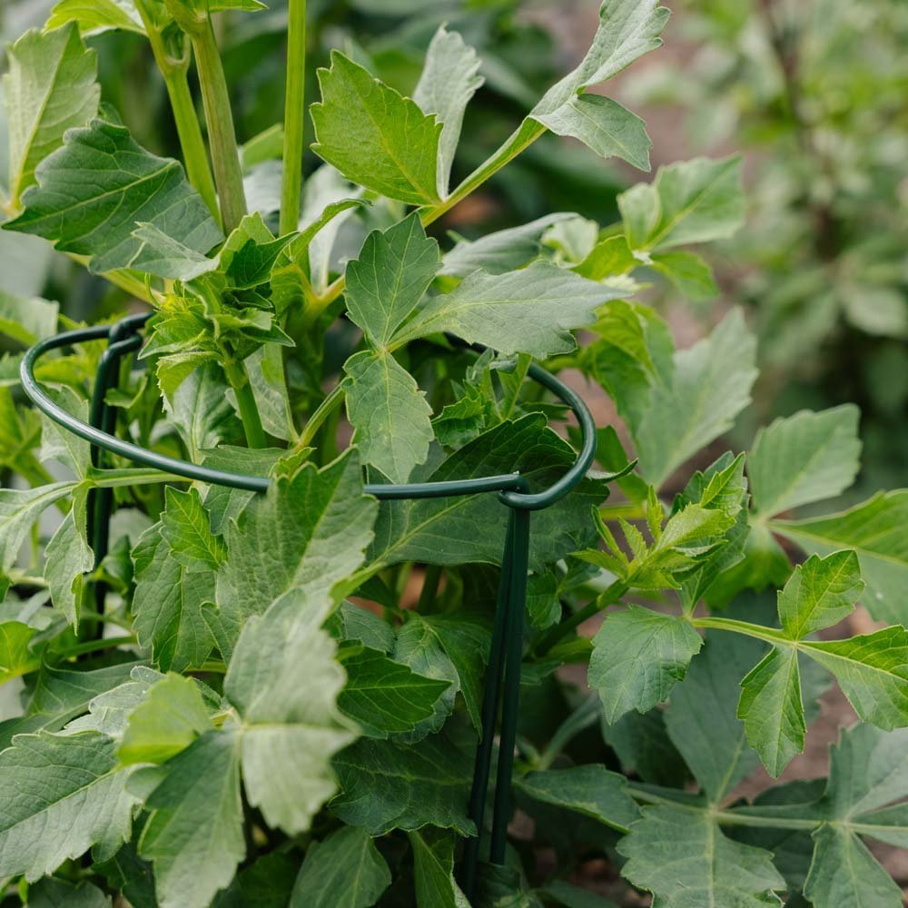 Støttebøyle til planter, B: 20 cm H: 35 cm