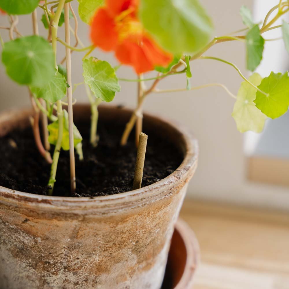 Stueplante gjødselpinner, 30 stk.