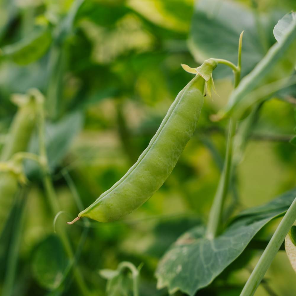 Sukkerert frø 'Heraut' - 20 Økologiske Frø