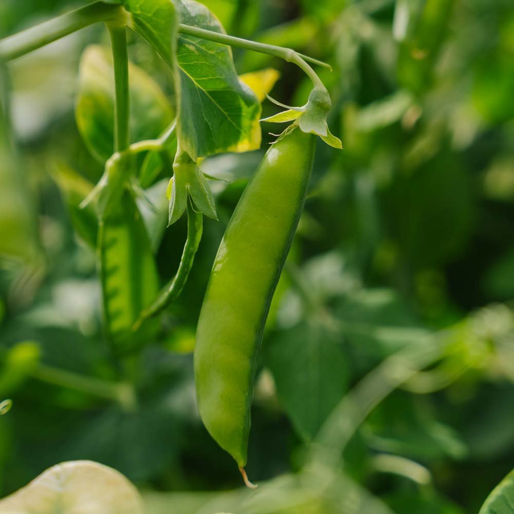 Sukkerert frø 'Heraut' - 20 Økologiske Frø