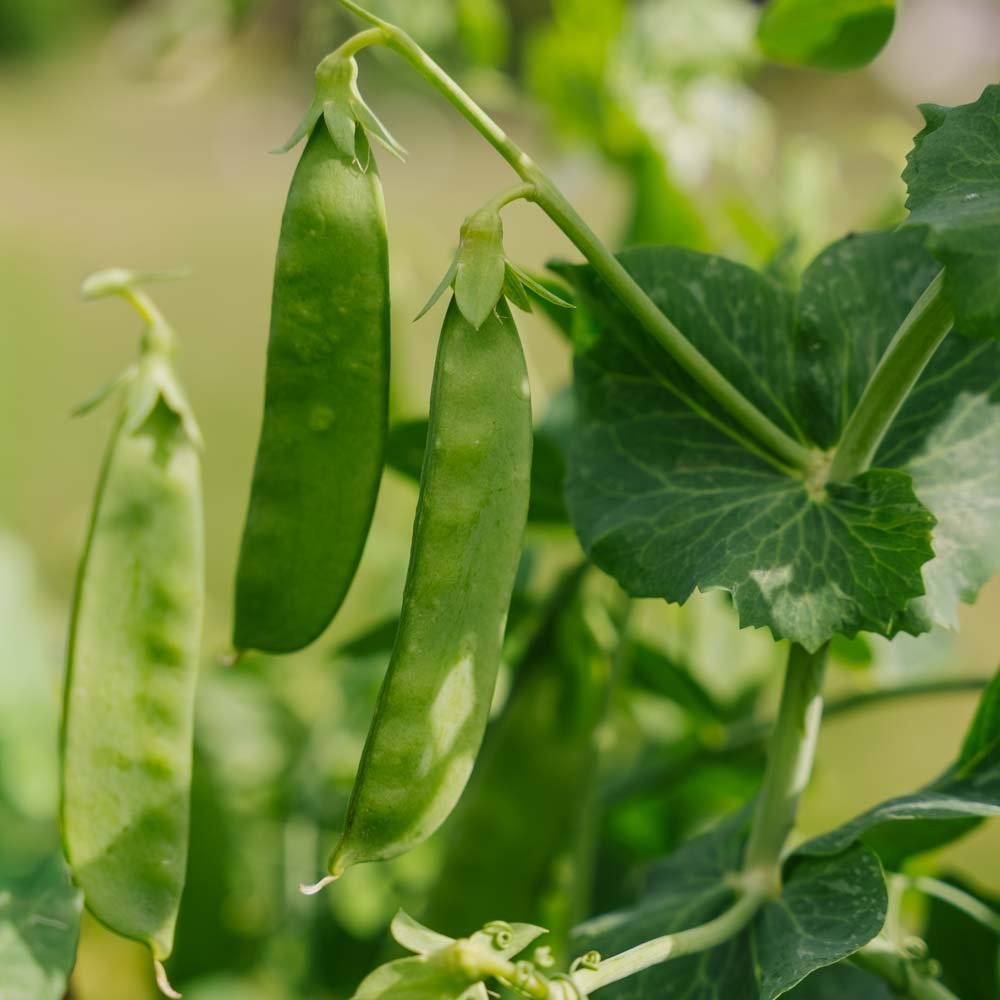 Sukkerert 'Sweet Horizon' - 20 Økologiske Frø