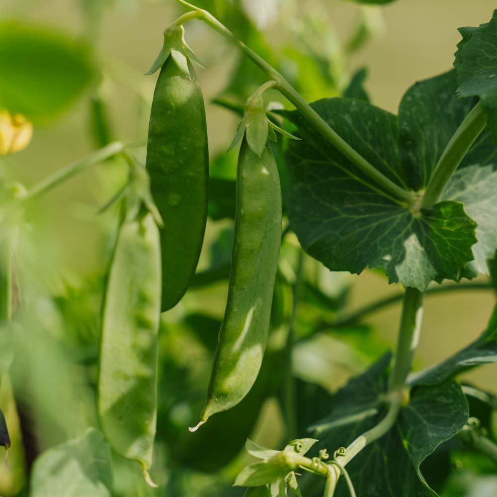 Sukkerert 'Sweet Horizon' - 20 Økologiske Frø