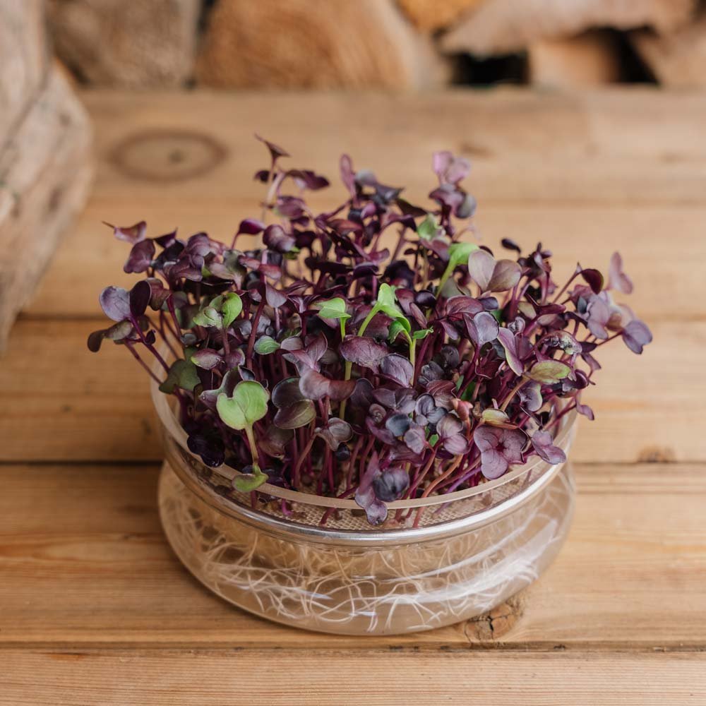 Svart reddik Spirefrø - 1100 Økologiske frø