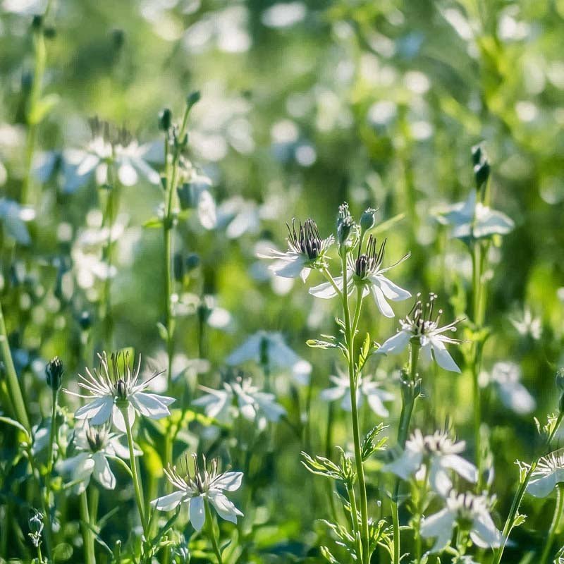 Svartfrø - 200 Økologiske Frø