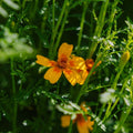Tagetes frø 'French Marigold' - 75 Økologiske Frø