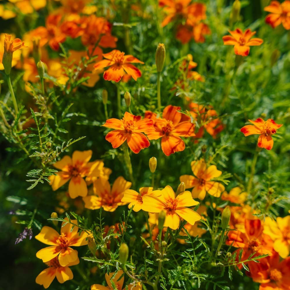 Tagetes frø 'French Marigold, Mixed' - 75 Økologiske Frø