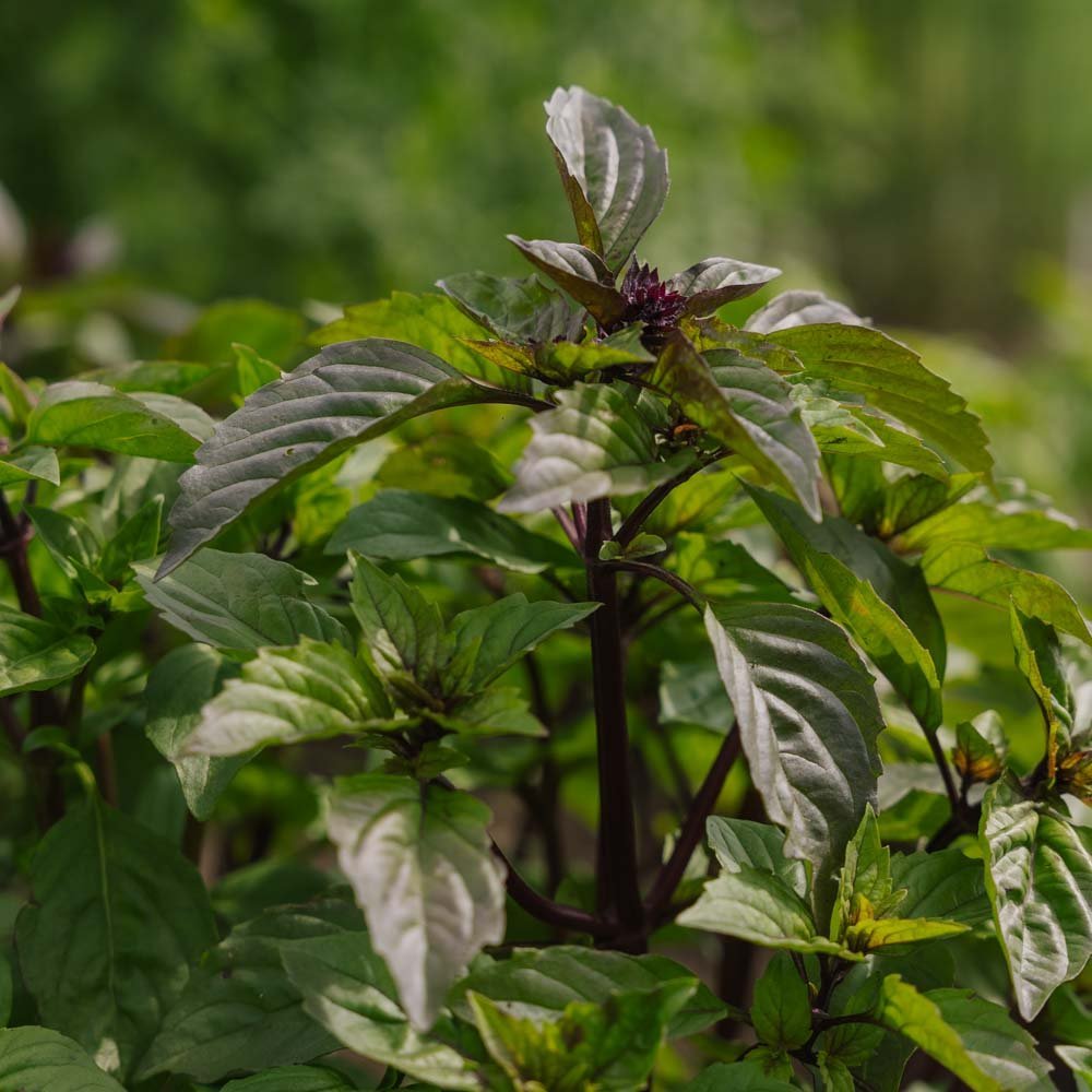 Thailandsk Basilikum frø - 50 Økologiske Frø