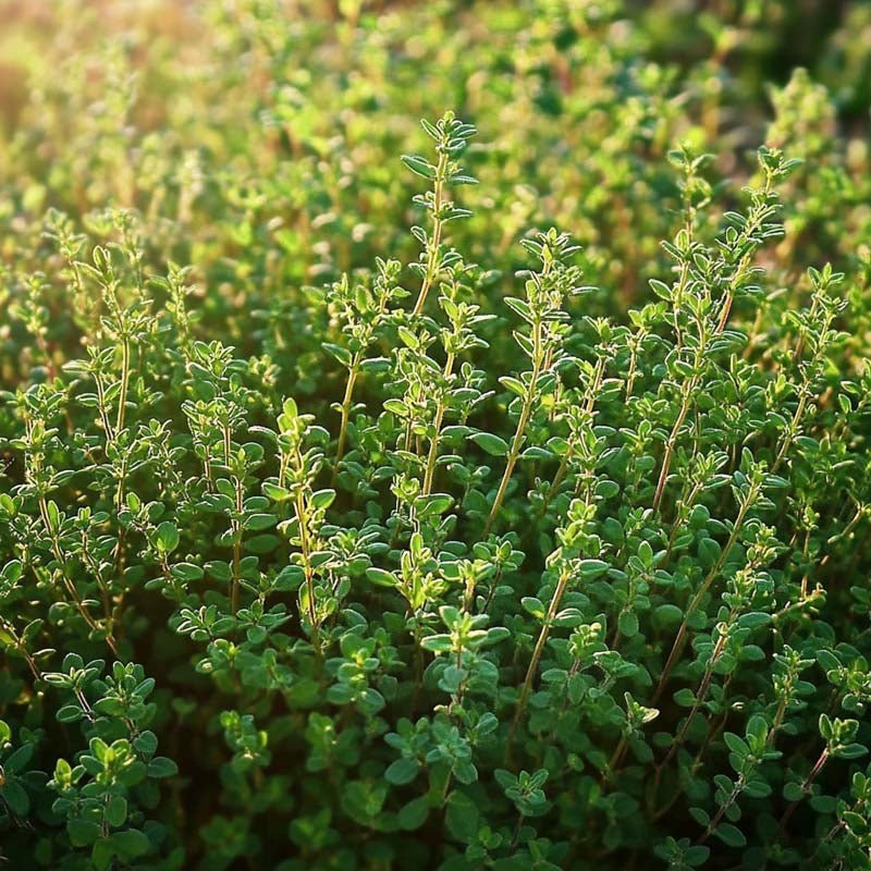 Timian frø 'German Winter' - 300 Økologiske Frø