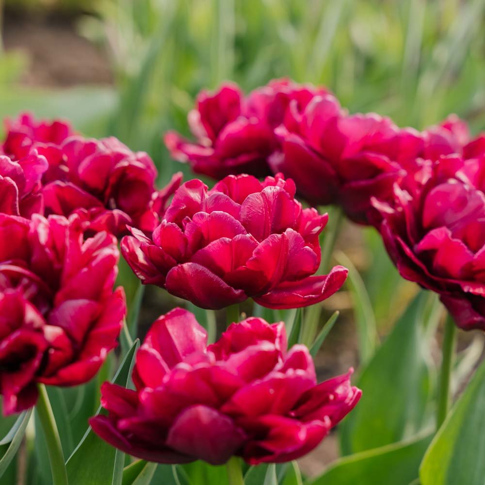 Tulipan 'Alison Bradley'