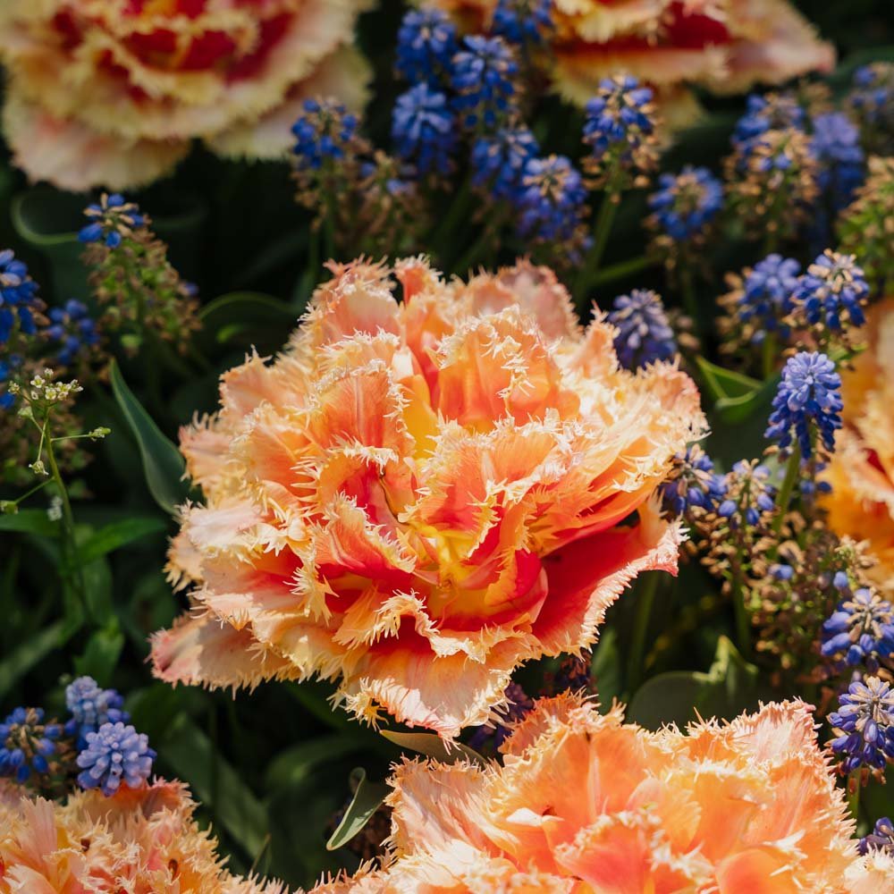 Tulipan 'Brisbane'