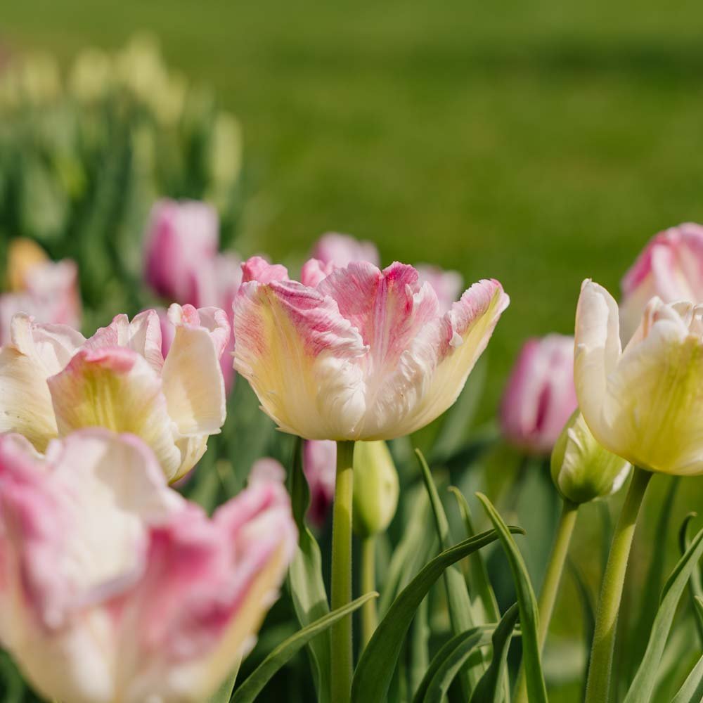 Tulipan 'Cabanna'