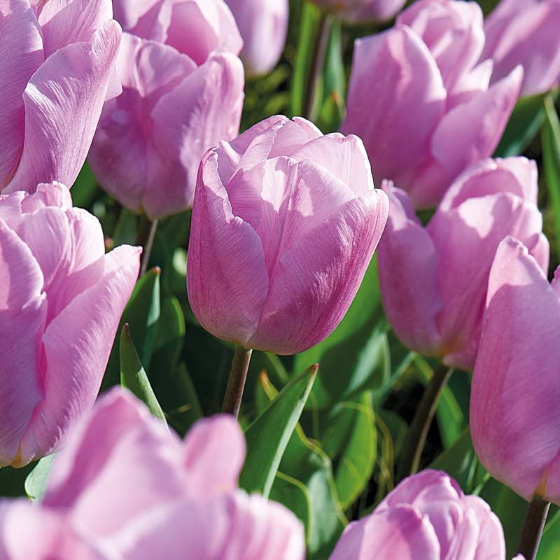 Tulipan 'Candy Prince'