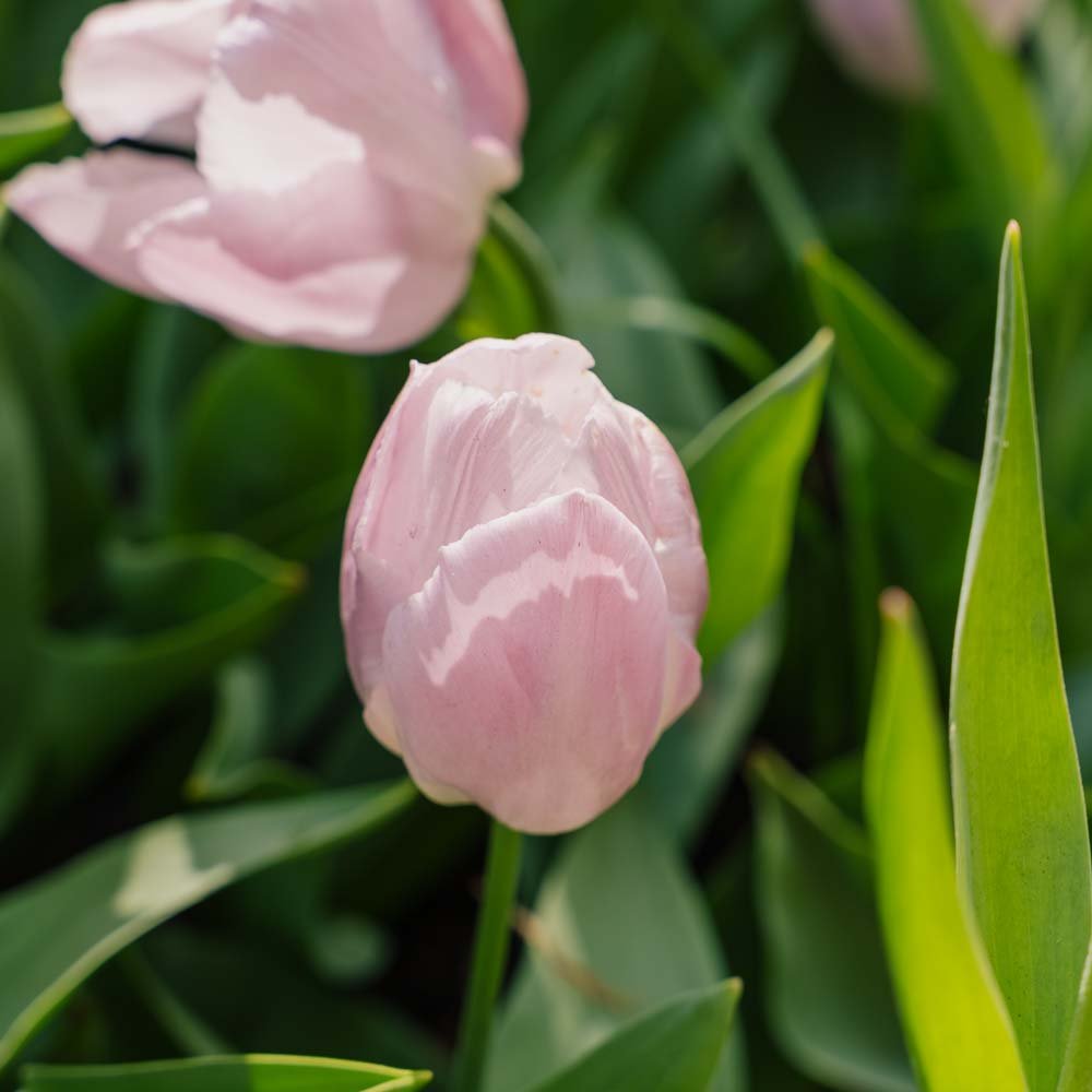Tulipan 'Candy Prince'