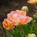 Tulipan 'Charming Lady'