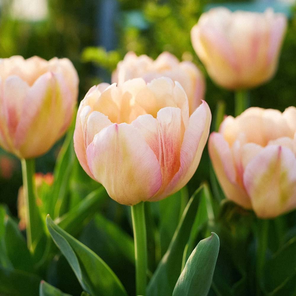 Tulipan 'Creme Upstar'