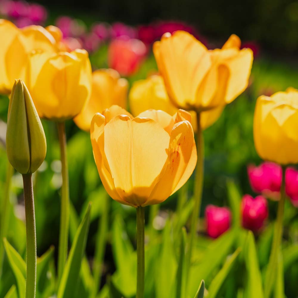 Tulipan 'Daydream'