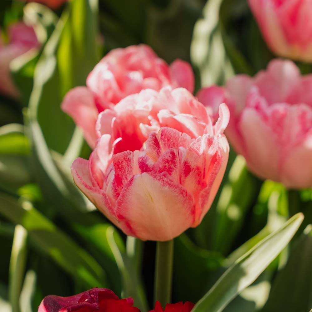 Tulipan 'Foxtrot'