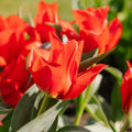 Tulipan 'Julius Caesar'