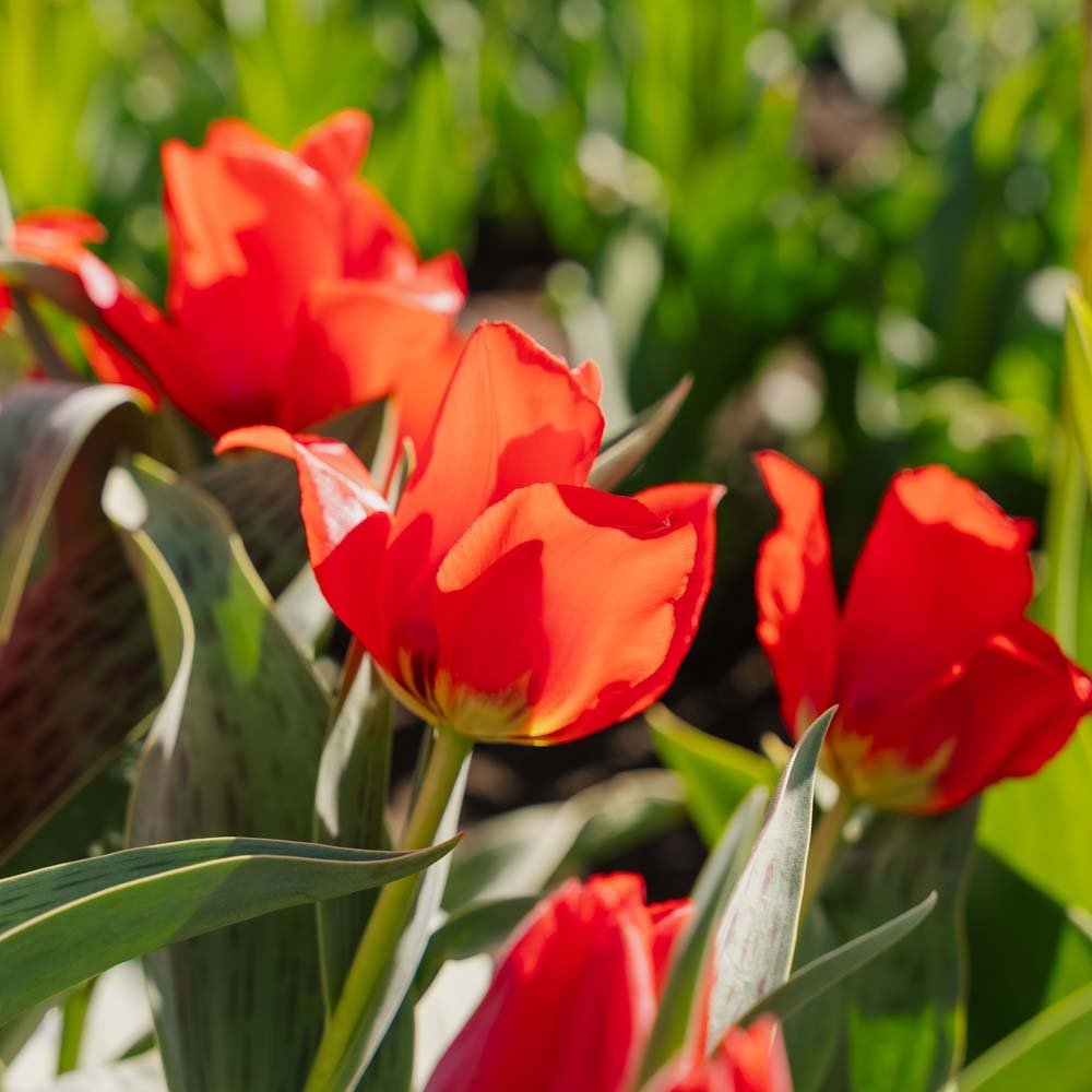 Tulipan 'Julius Caesar'