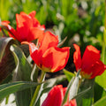 Tulipan 'Julius Caesar'
