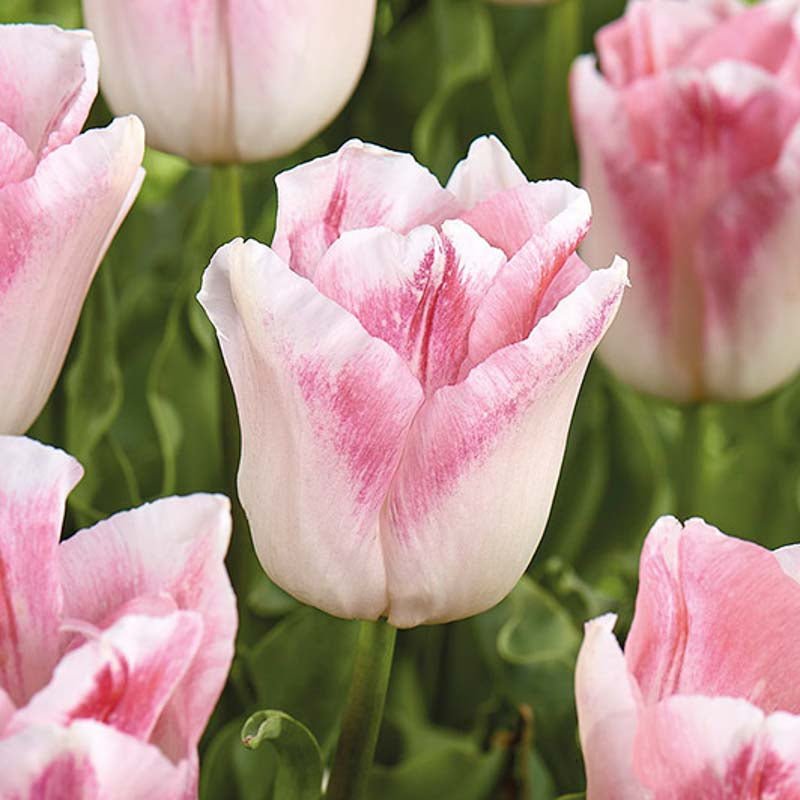 Tulipan 'Kyoko Takahashi'