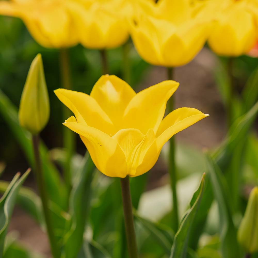 Tulipan 'Moonblush'