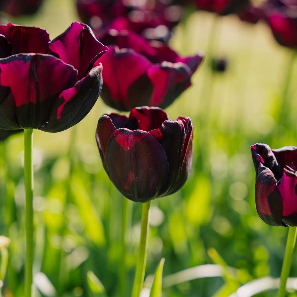 Tulipan 'Paul Scherer'