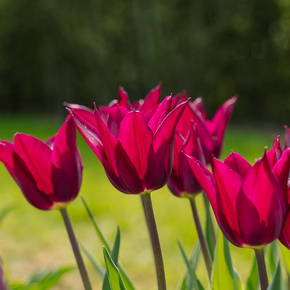 Tulipan 'Purple Heart'