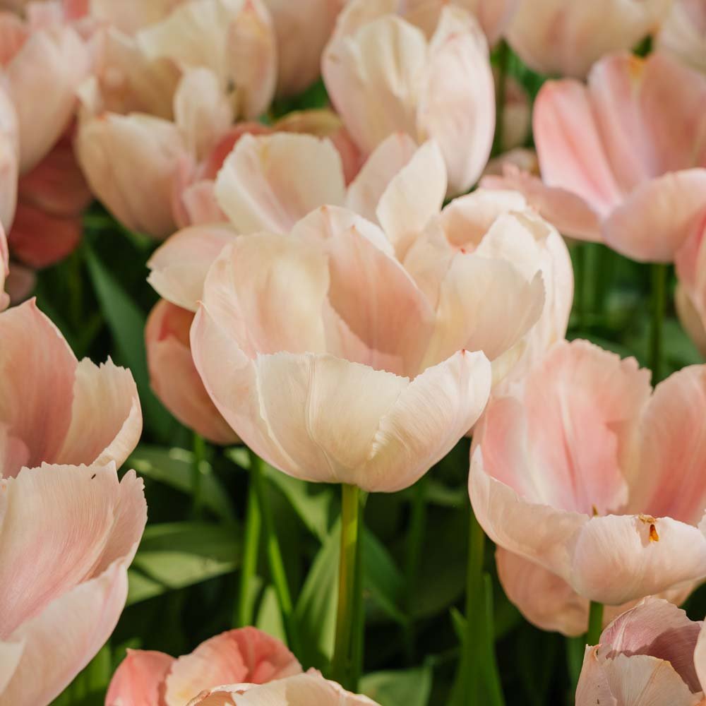 Tulipan 'Salmon van Eijk'