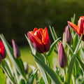 Tulipan 'Slawa'