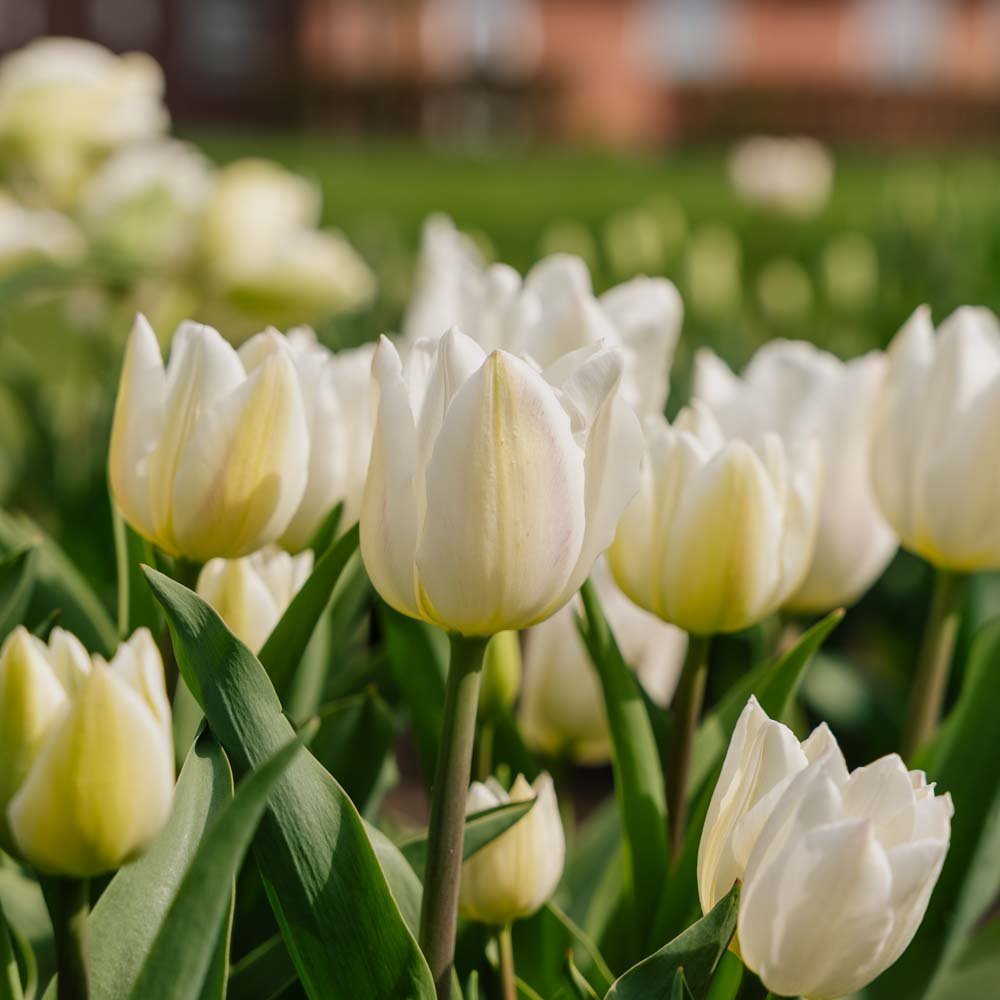Tulipan 'Spring Green'