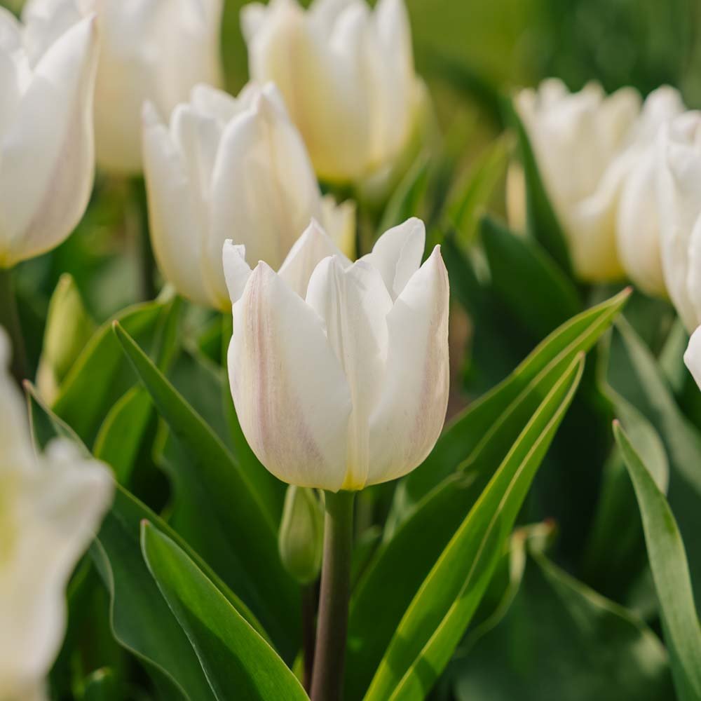 Tulipan 'Spring Green'