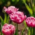 Tulipan 'Tabledance'