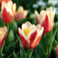 Tulipan 'Tarafta'
