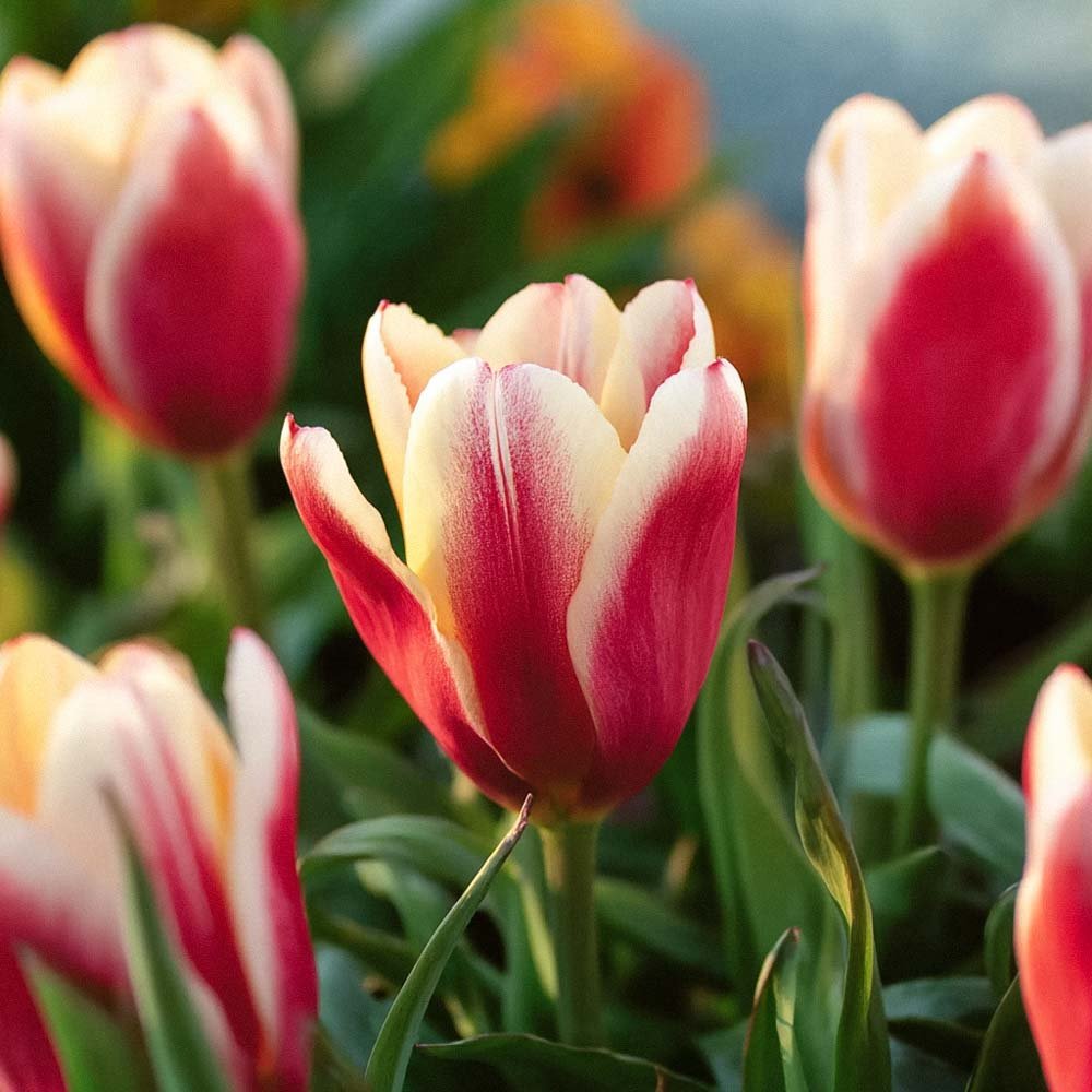 Tulipan 'Tarafta'