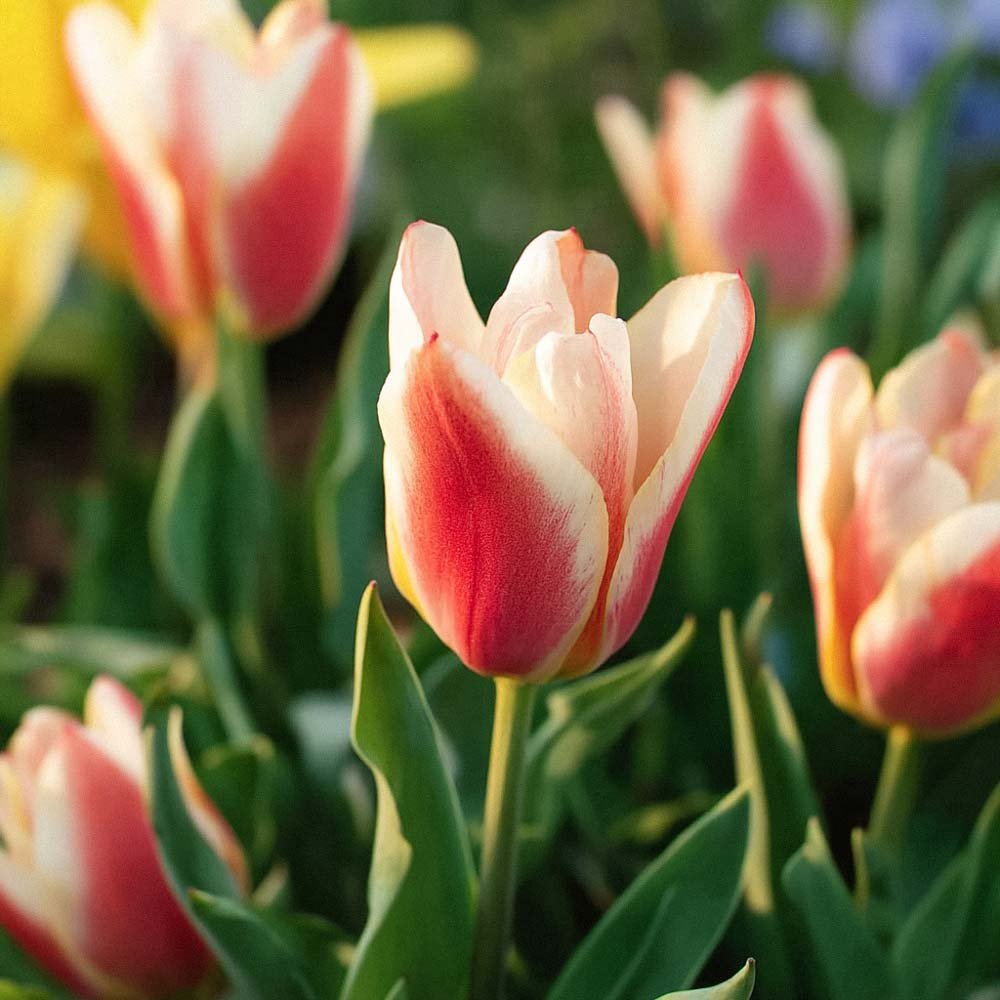 Tulipan 'Tarafta'