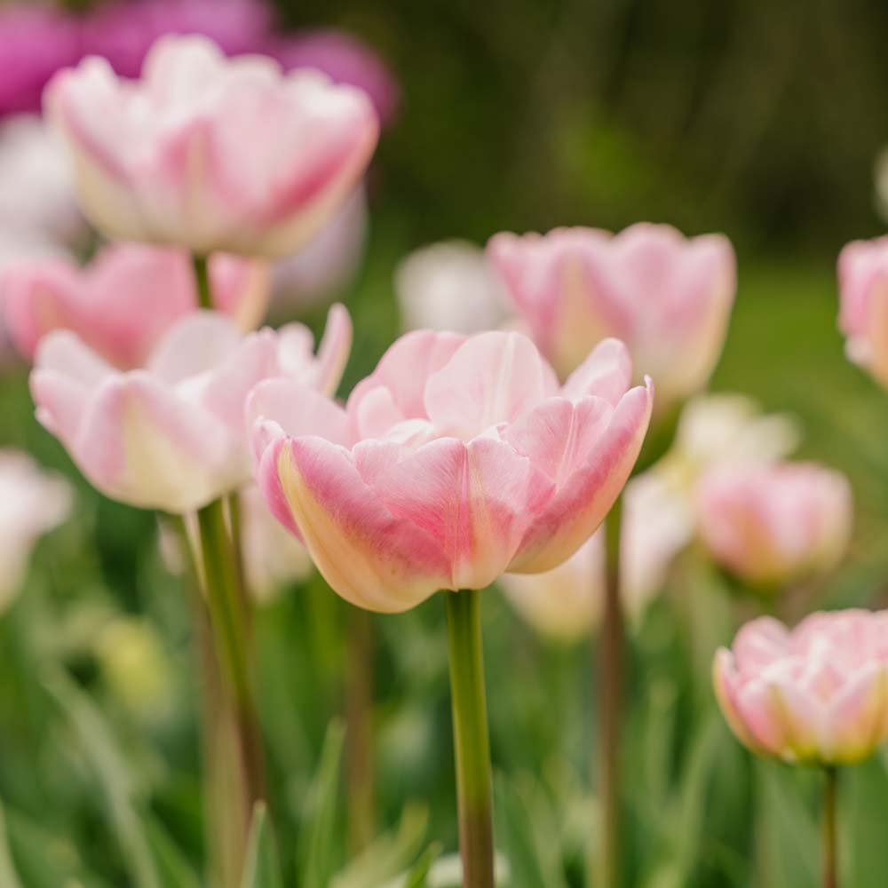 Tulipan 'Upstar'