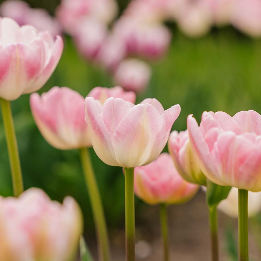 Tulipan 'Upstar'