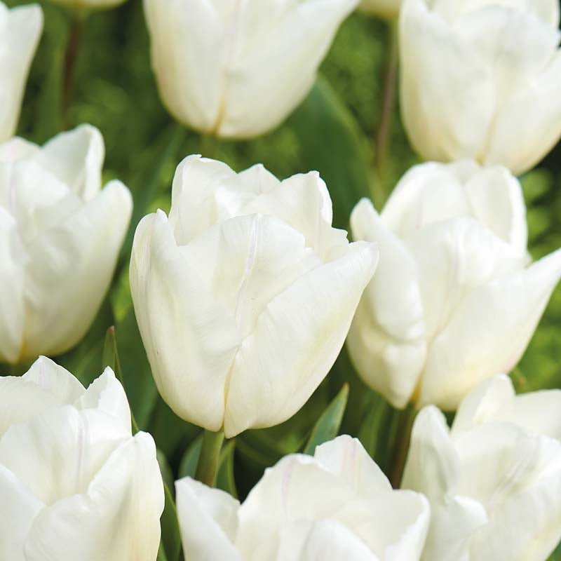 Tulipan 'White Prince'