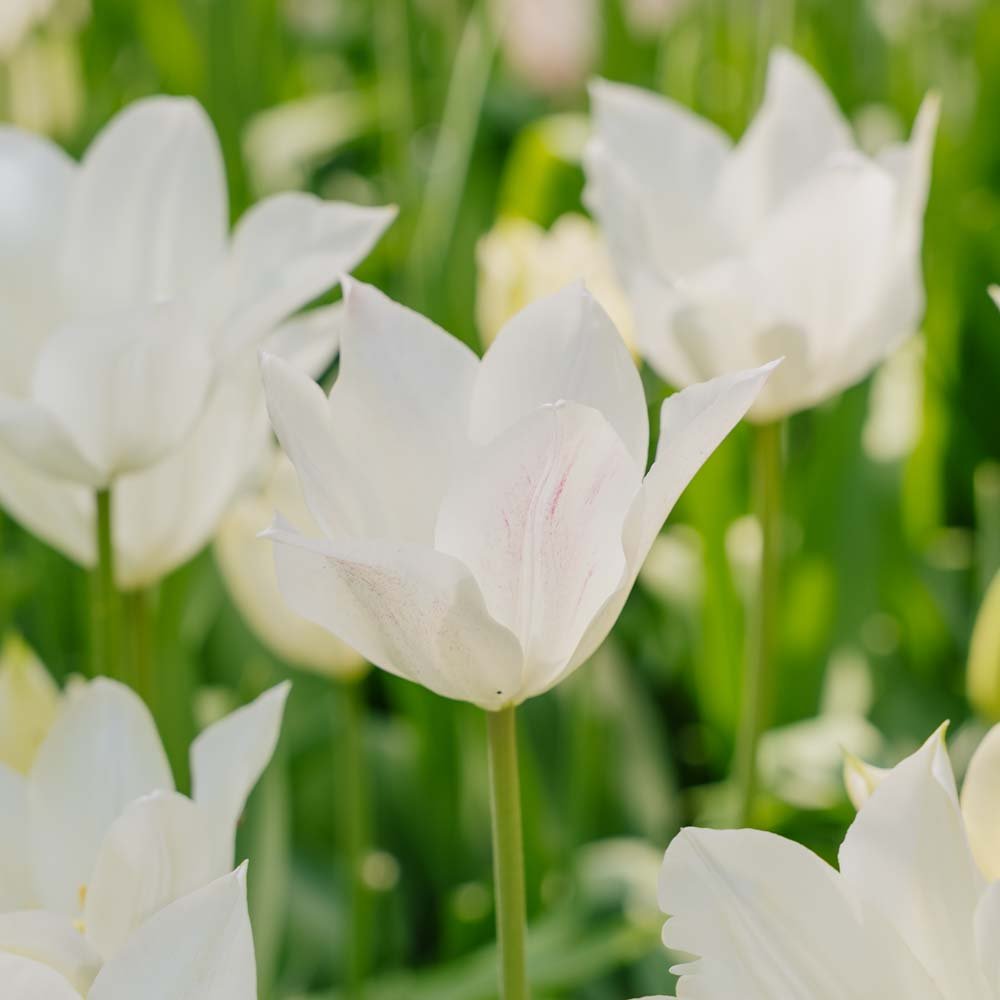 Tulipan 'White Triumphator'