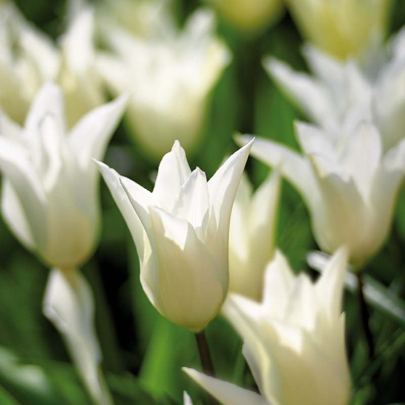 Tulipan 'White Triumphator'