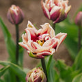 Tulipan 'Wyndham'