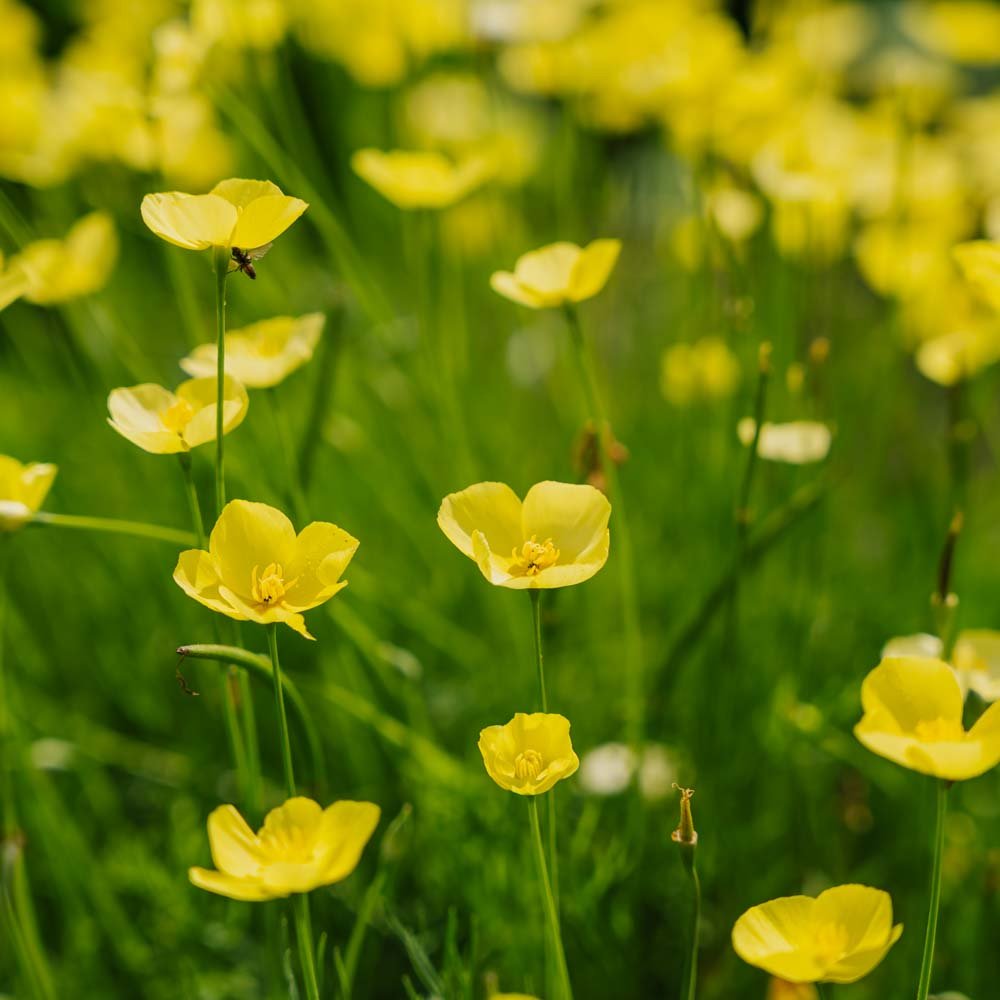 Valmuefrø 'Foothill' - 100 Økologiske Frø