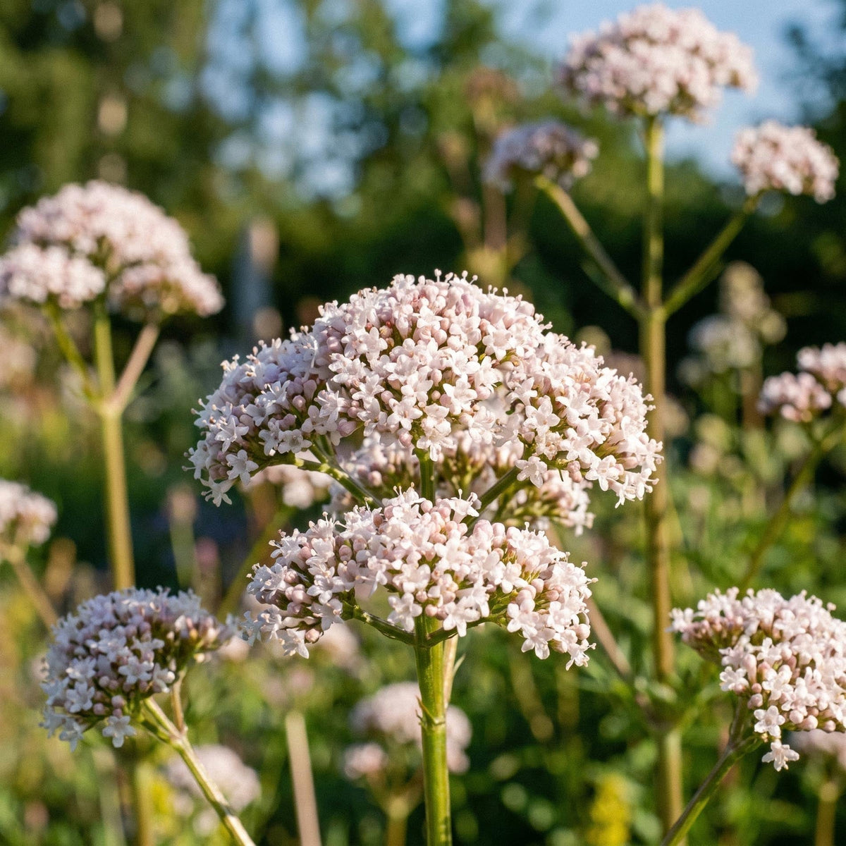 Vendelrot frø - 300 Økologiske frø